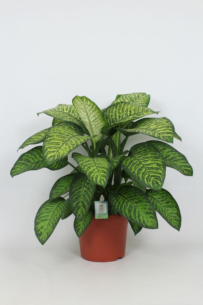 Dieffenbachia tropic jewel 35/100