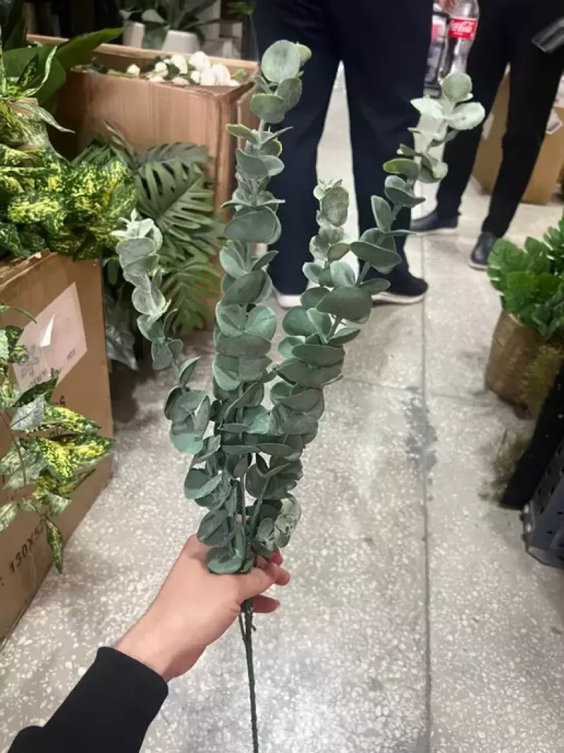 Иск Эвкалипт куставой 80см 7-10