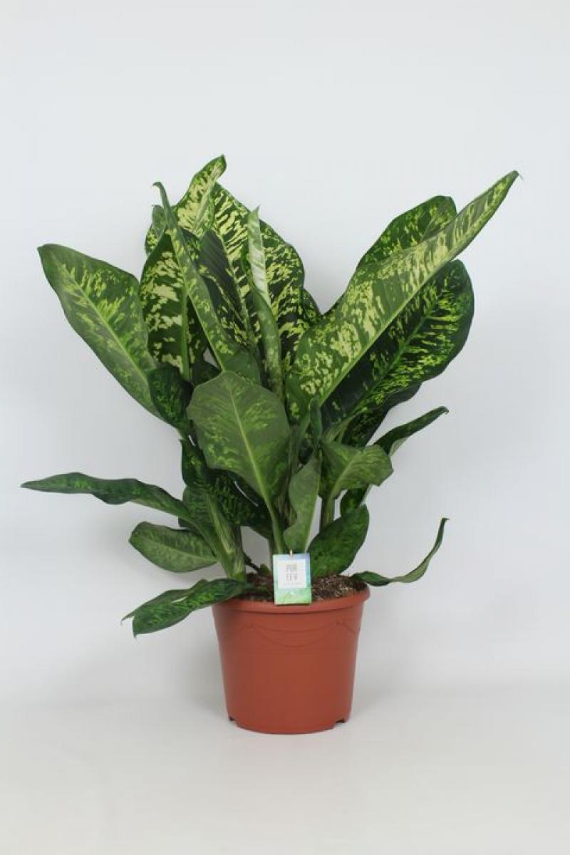 Dieffenbachia Crown 35/110