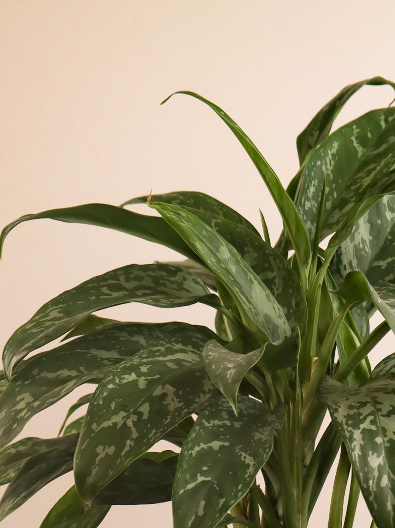 Aglaonema green lady 17/60