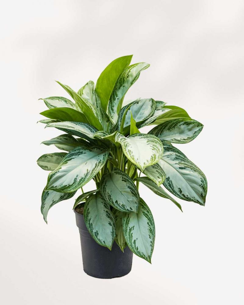 Aglaonema Silver Bay 24/70