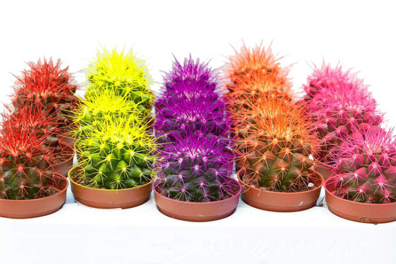 Echinocactus grusonii rainbow mix 505/8