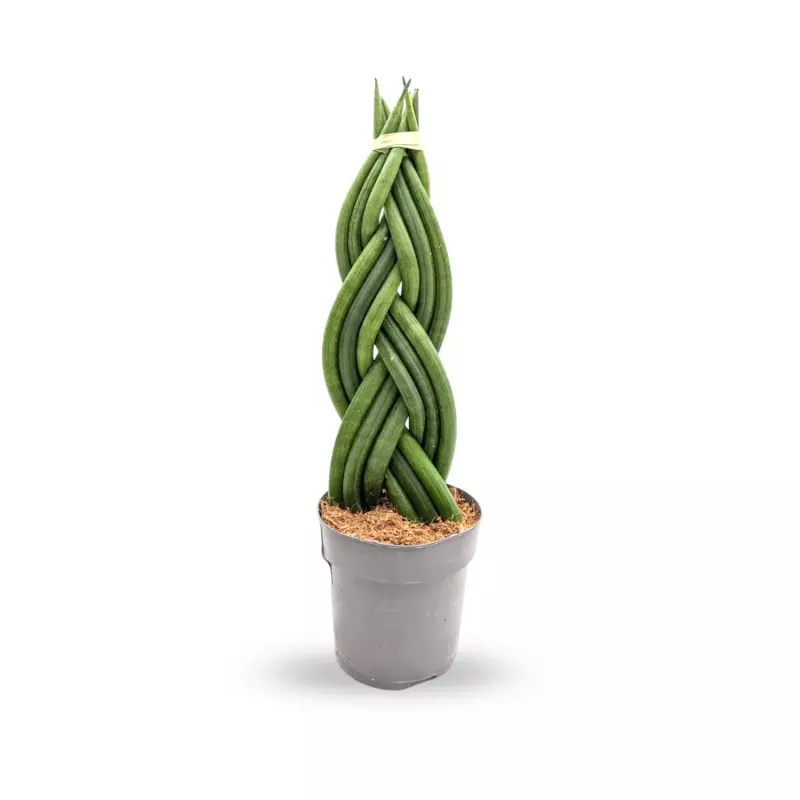Sansevieria Cylindrica Braid (decorum)9/25