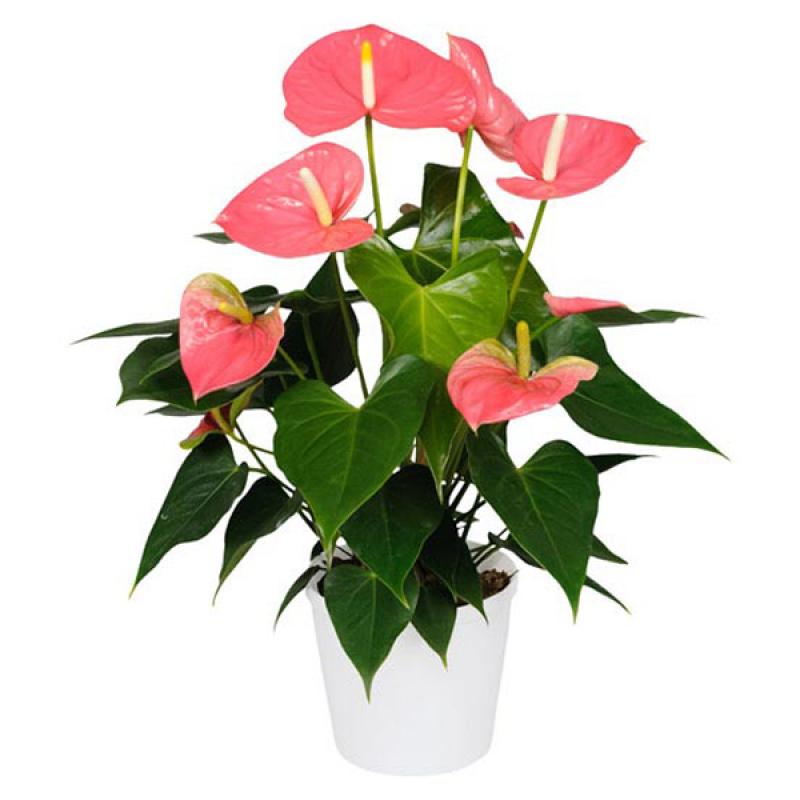 Anthurium colorado 14cm 14/50