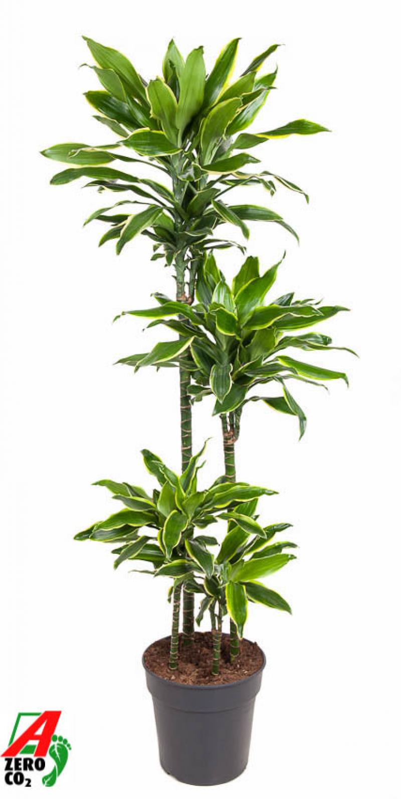 Dracaena fragrans Golden Coast 120/90/60/30 27/180