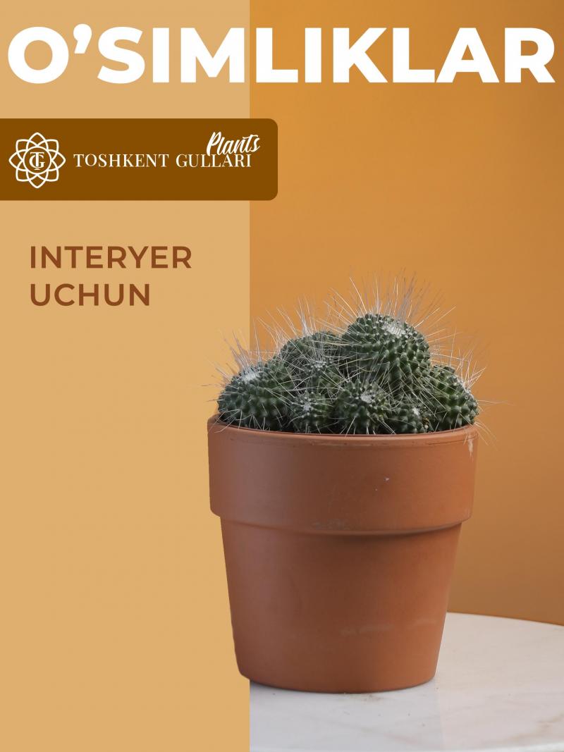 Rozenpot Cactus /mammillaria hahniana 13/11