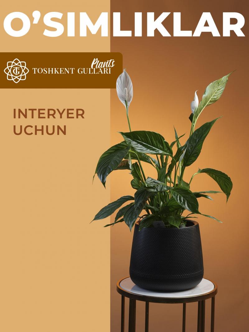 Spathiphyllum Vivaldi Air So Pure 17/75