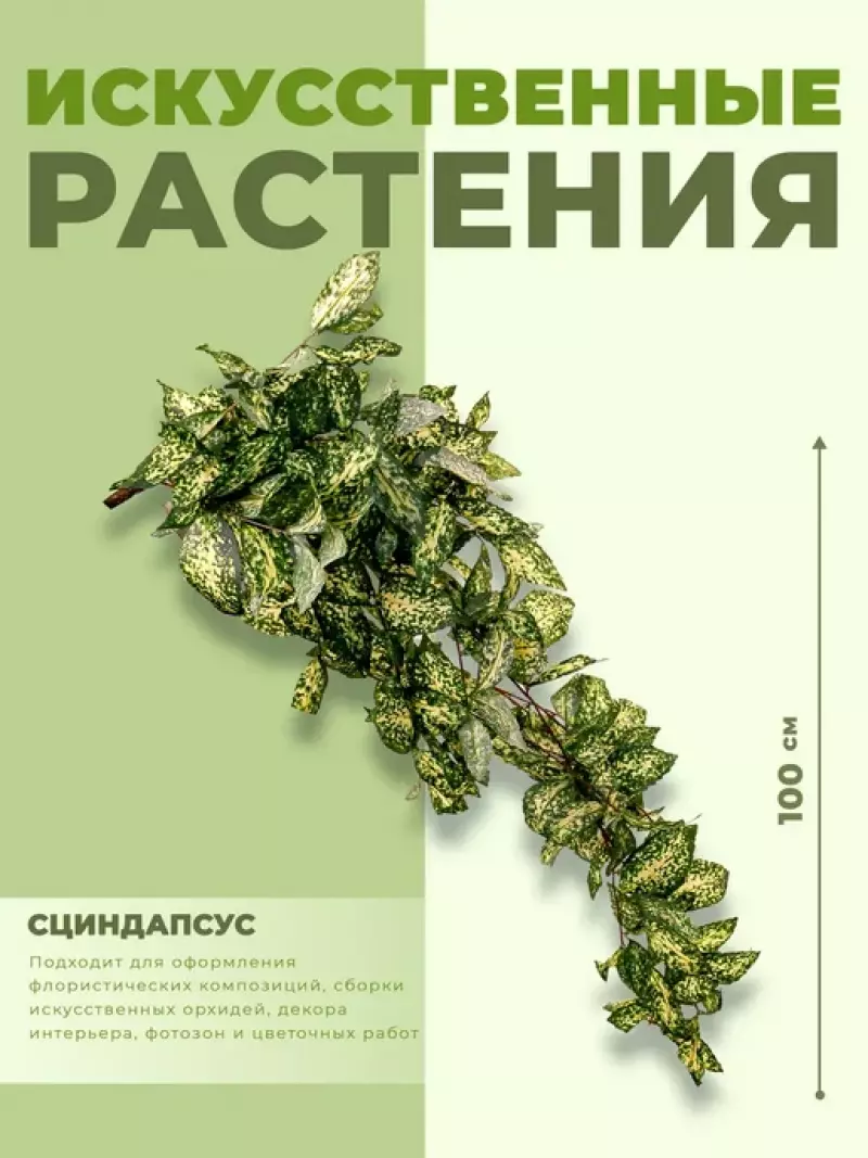 ИСК Сциндапсус 90см