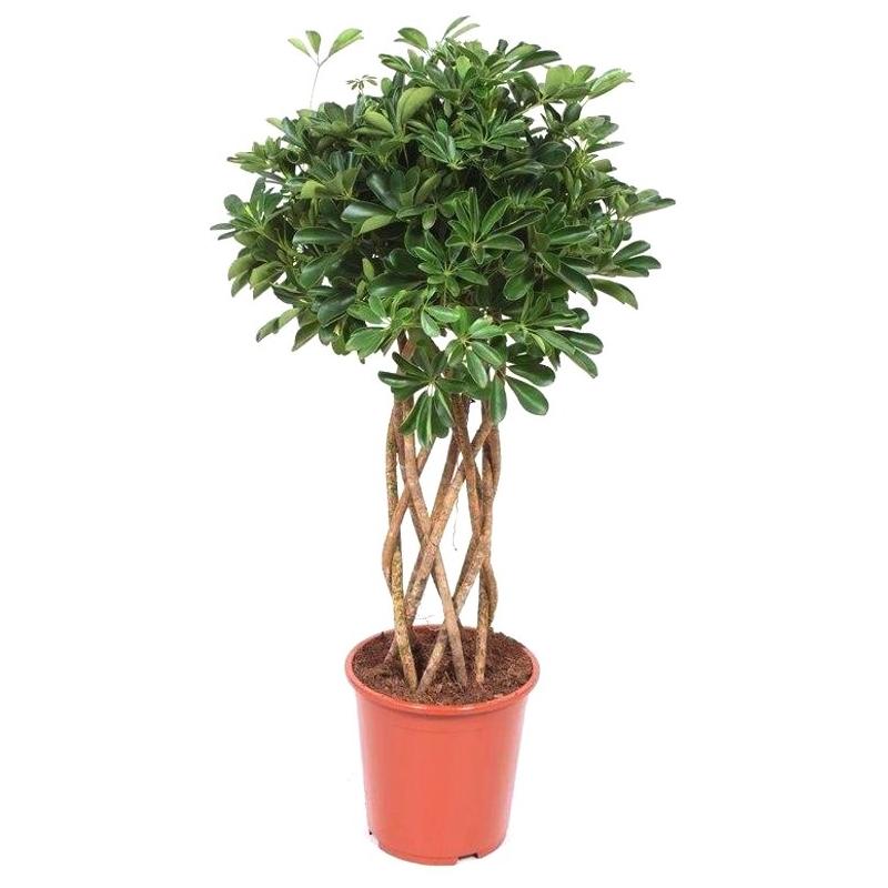 Schefflera gold capella 27/120