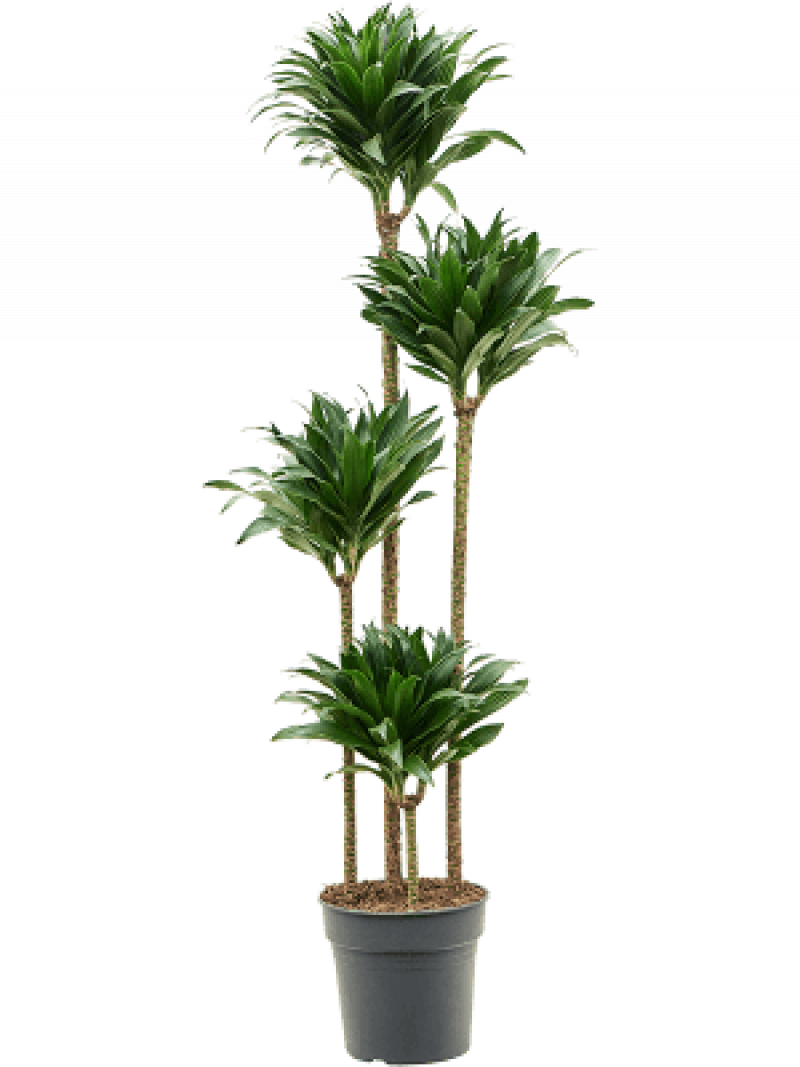 Dracaena compacta 120-90-60-30 27/160