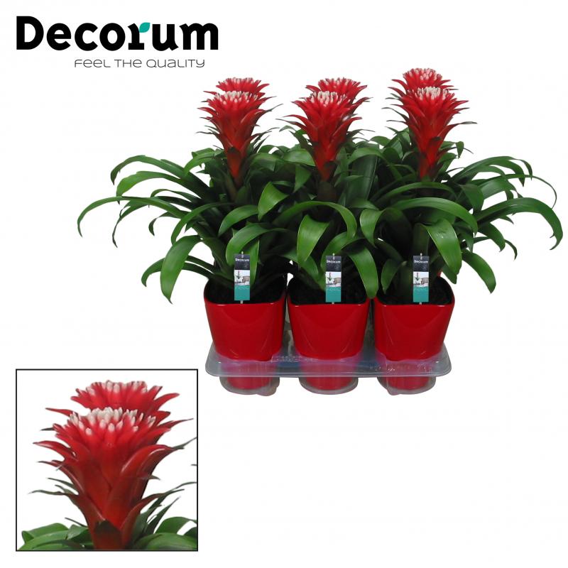 Guzmania Hope Ceramic (decorum)14/45