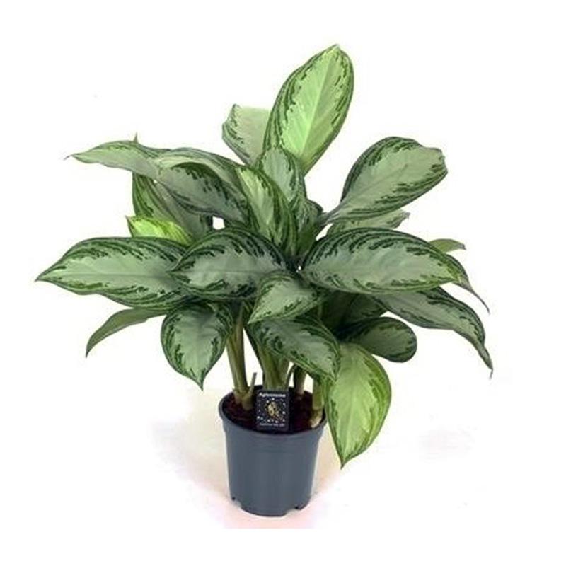 Aglaonema Silver Bay 3p.p. (decorum) 17/60