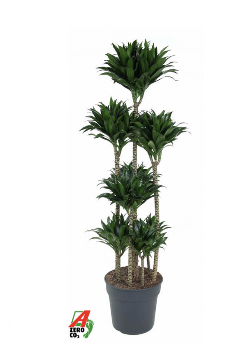 Dracaena compacta 120-carrousel 34/160