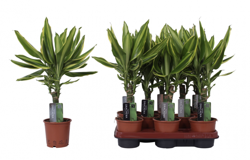 Dracaena golden coast, 11 cm pot 11/40