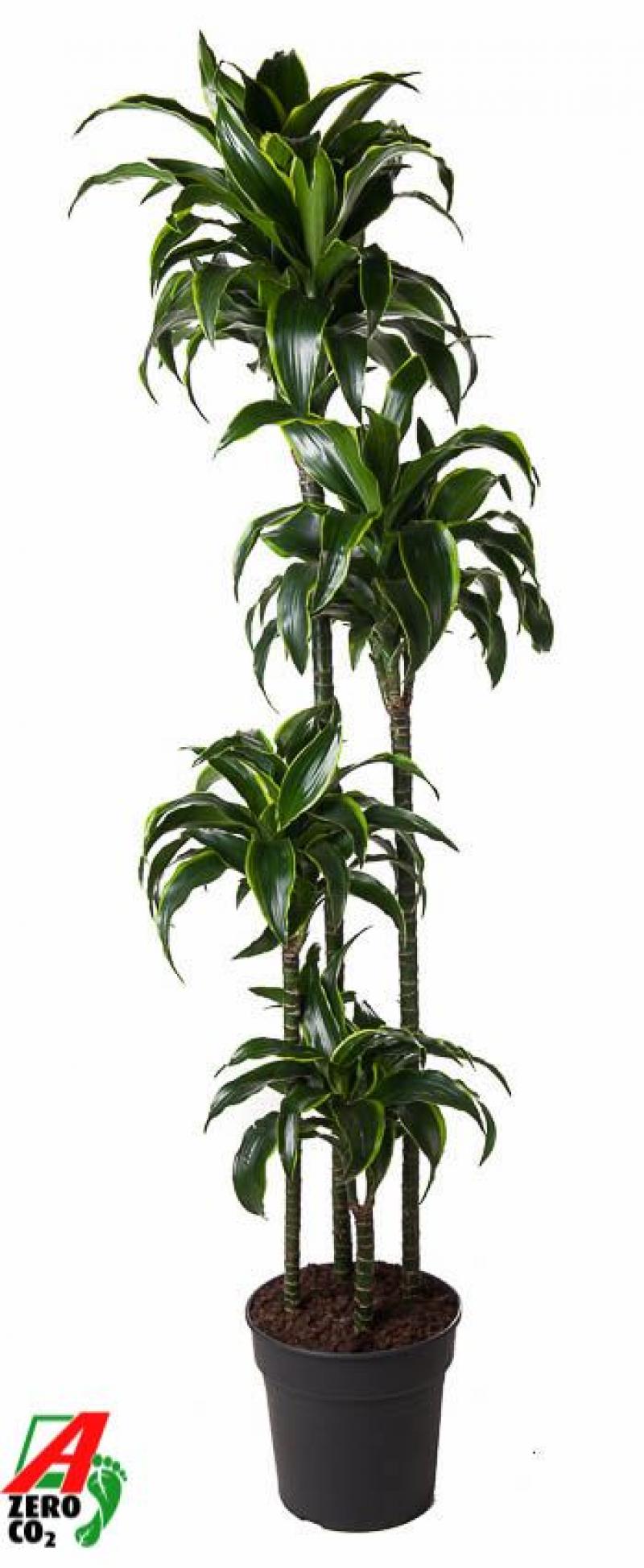 Dracaena dorado 120-90-60-30 27/170