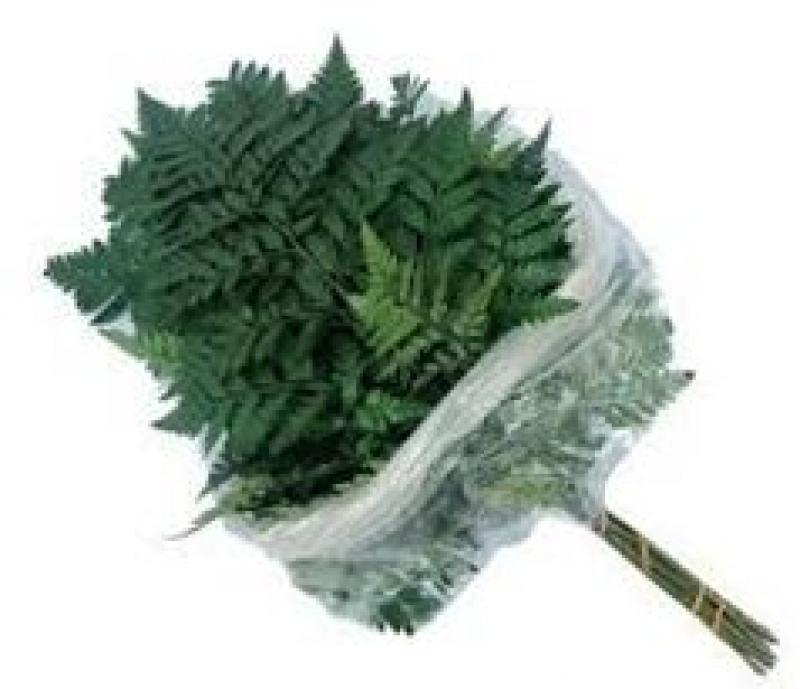Ледр Leаther Leaf Vacuum Holland Зеленый 50 См