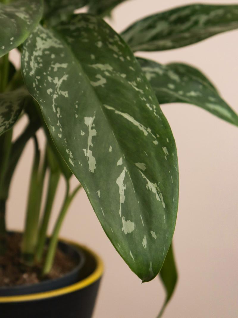Aglaonema green lady 17/60
