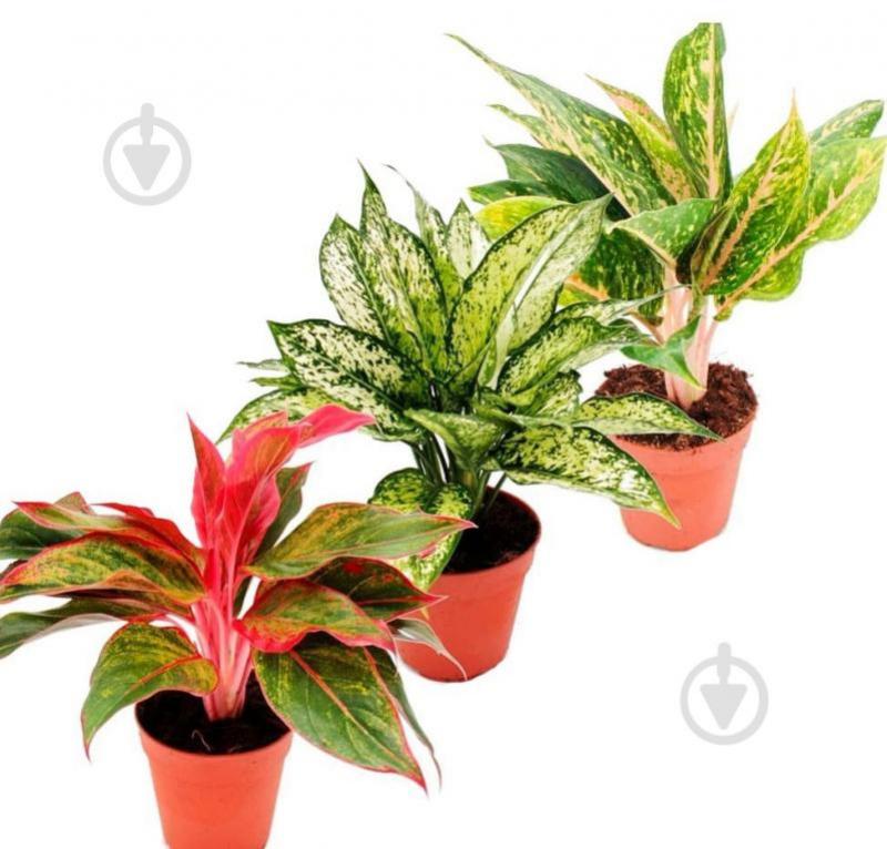 Aglaonema mix 24/60