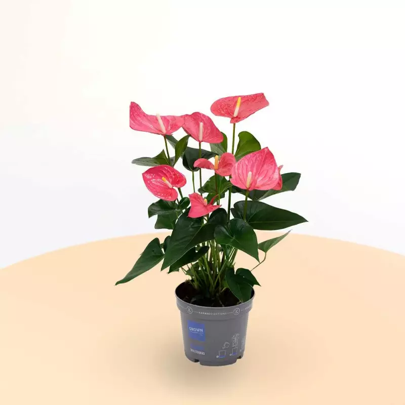 Anthurium Andr. Colorado 17/80
