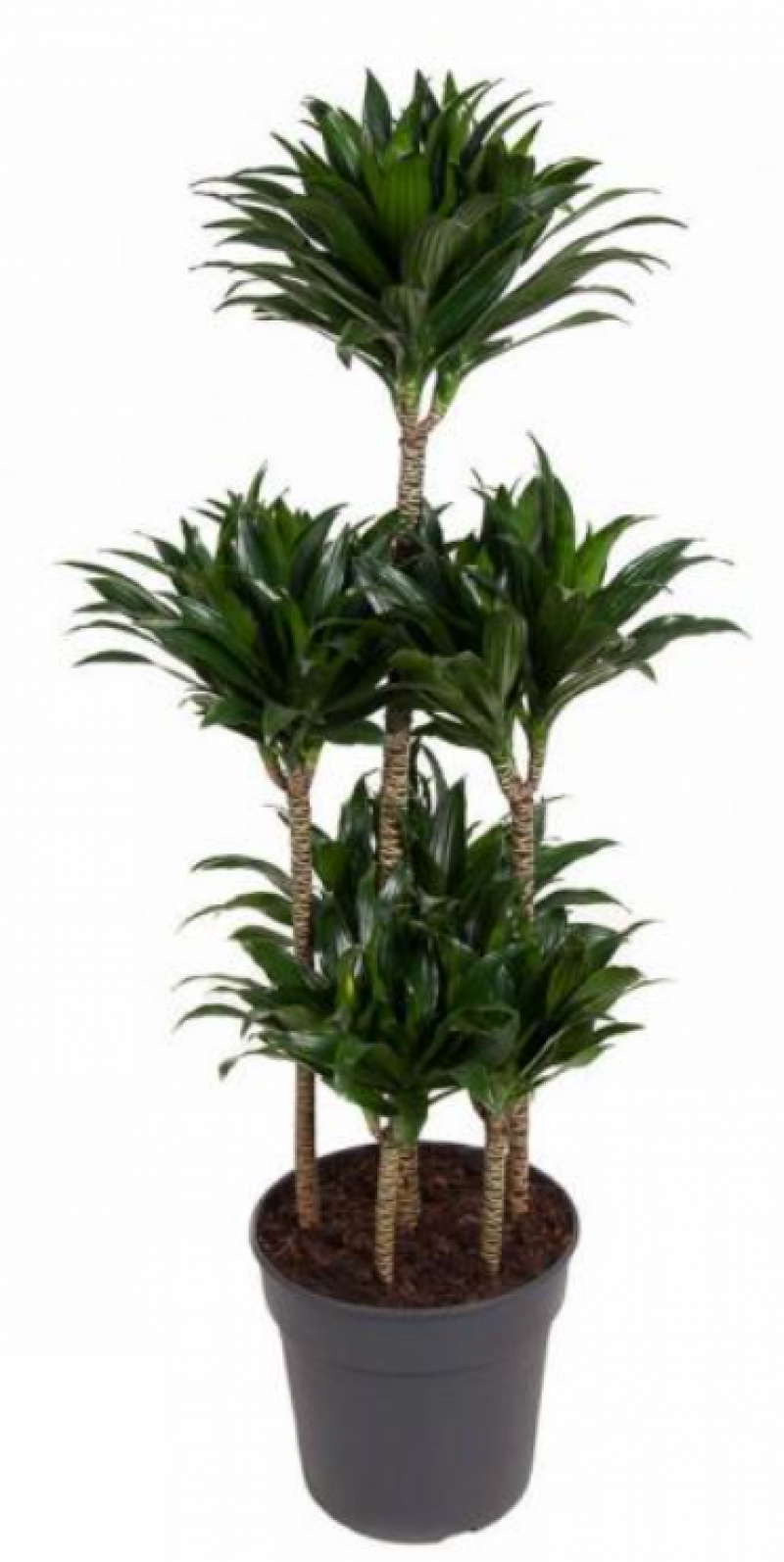 Dracaena compacta 90-carrousel 31/130