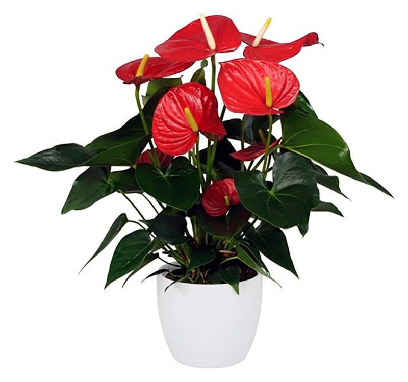 Anthurium colorado 17cm 17/65