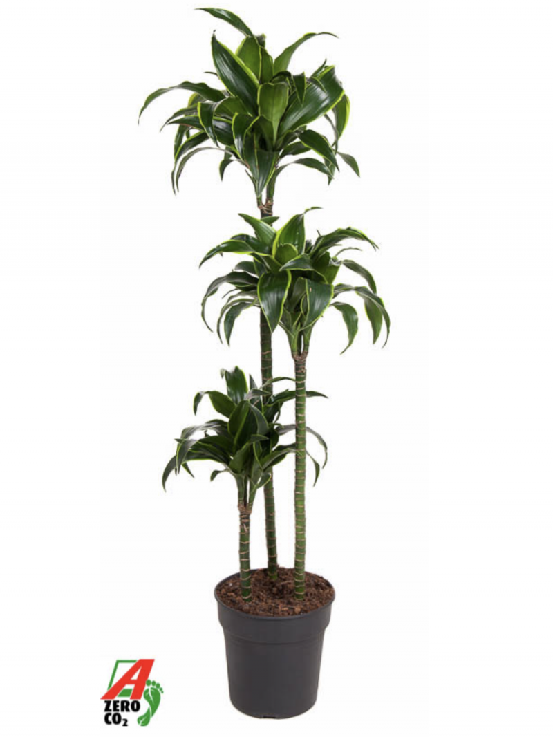 Dracaena dorado 90-60-30 24/140
