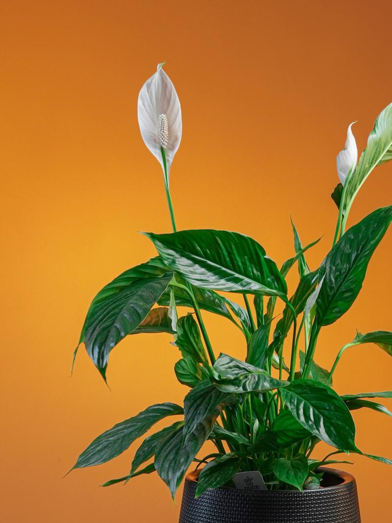 Spathiphyllum Vivaldi Air So Pure 17/75