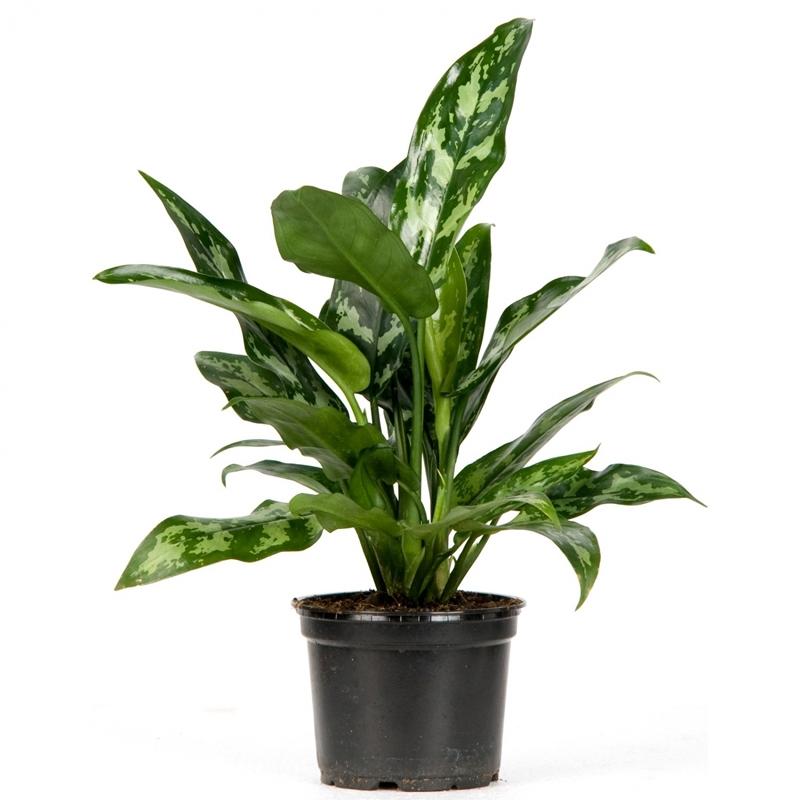 Aglaonema Maria (decorum) 14/40