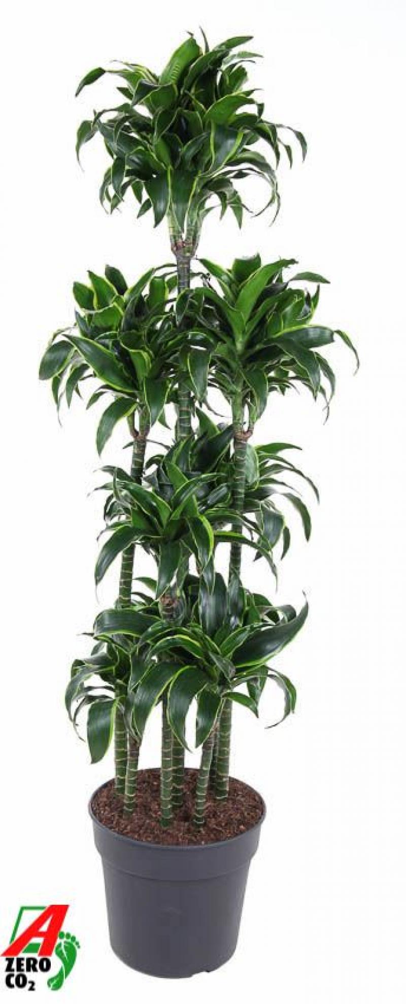 Dracaena fragrans Compacta 'Dorado' 120 - carrousel 34/170