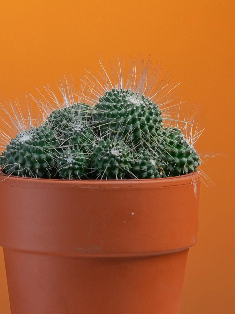 Rozenpot Cactus /mammillaria hahniana 13/11