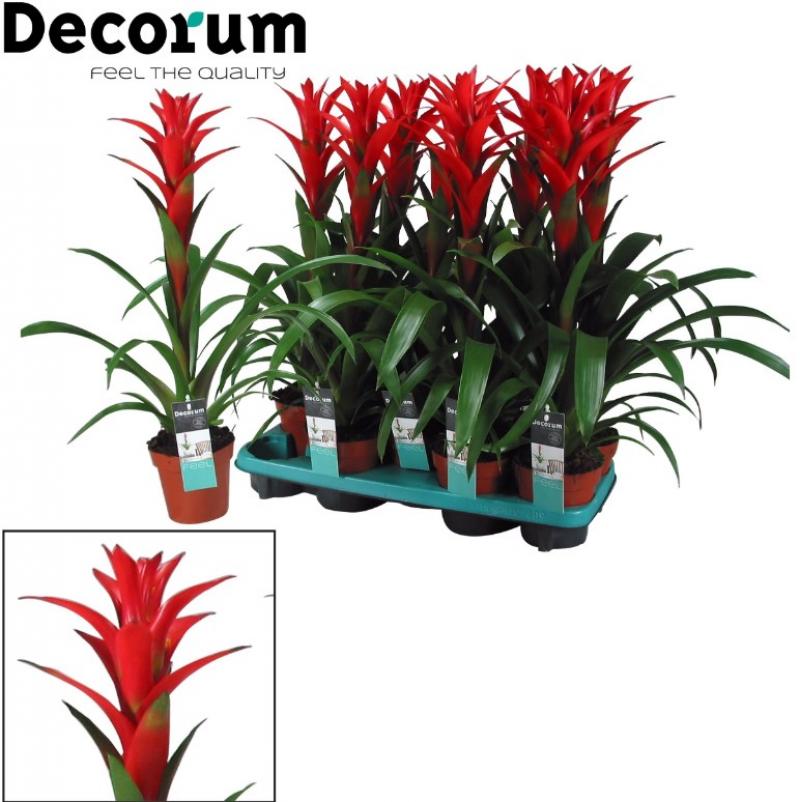 Guzmania Ostara (decorum)13/60