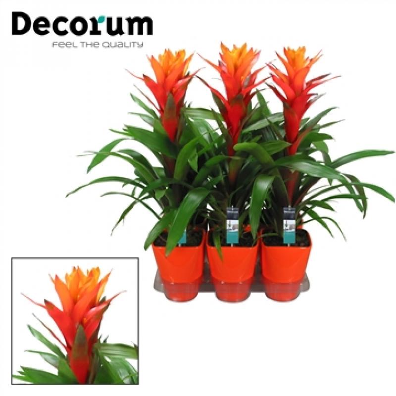 Guzmania variada luxe keramiek (decorum) 14/60