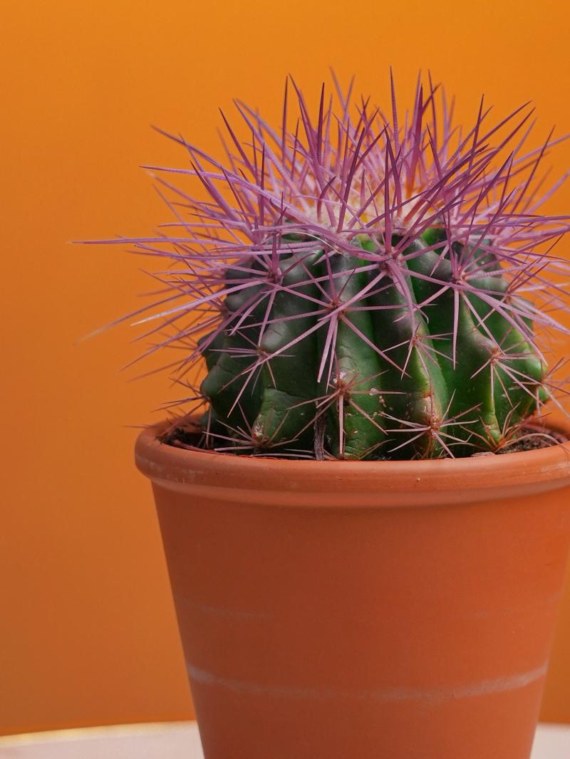 Echinocactus Grusonii rainbow mix 8/10