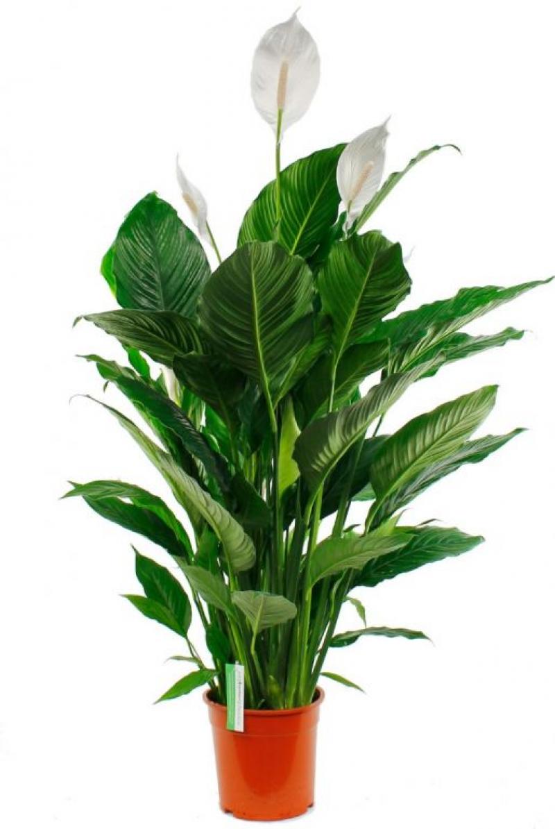 Spathiphyllum 'sweet sebastiano' 24/120
