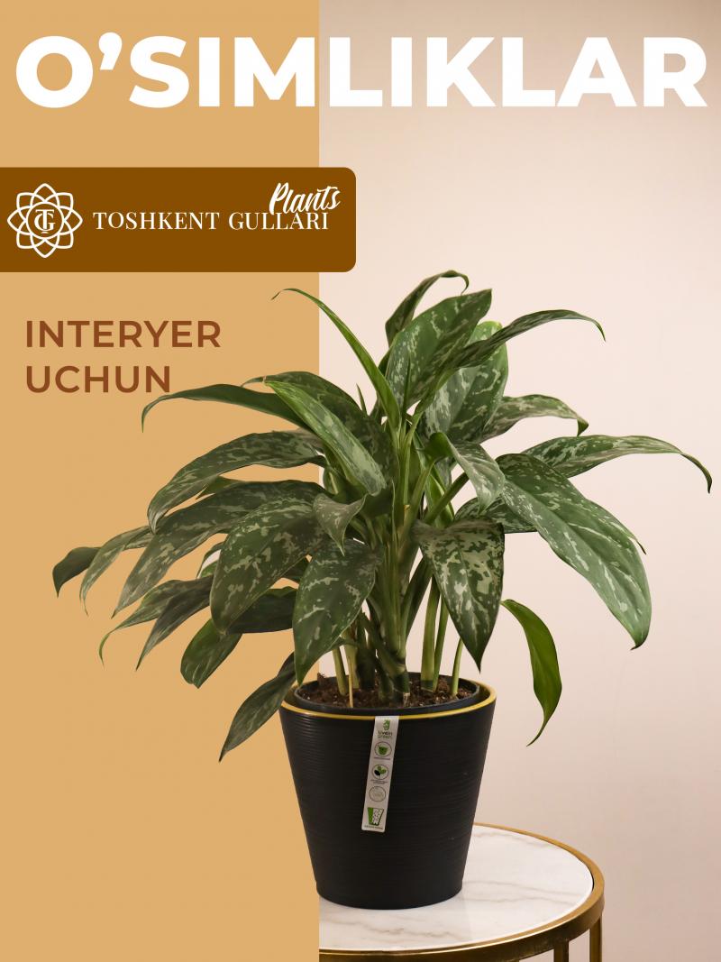 Aglaonema green lady 17/60